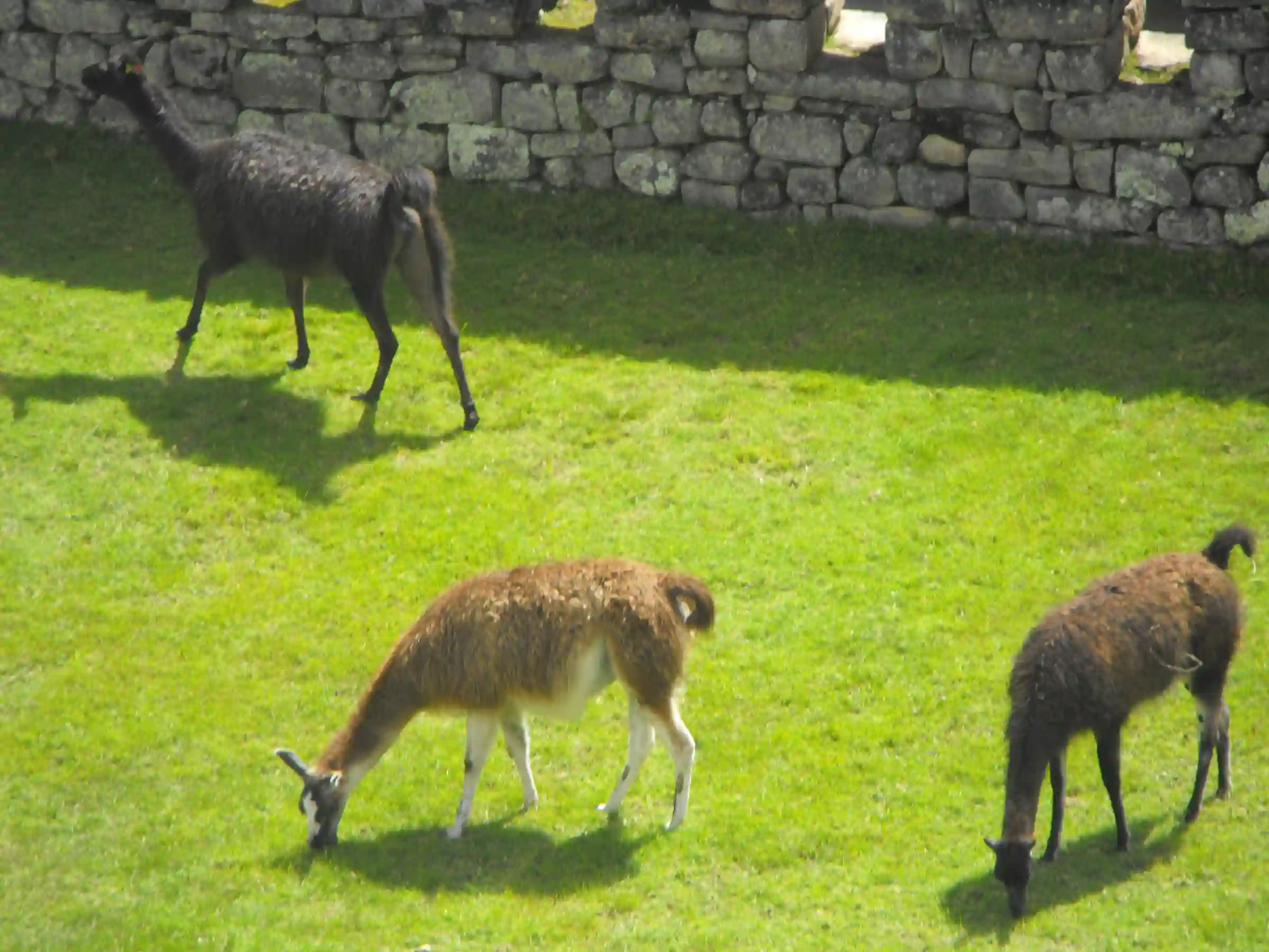 Machu Picchu by Car: The Road Adventure